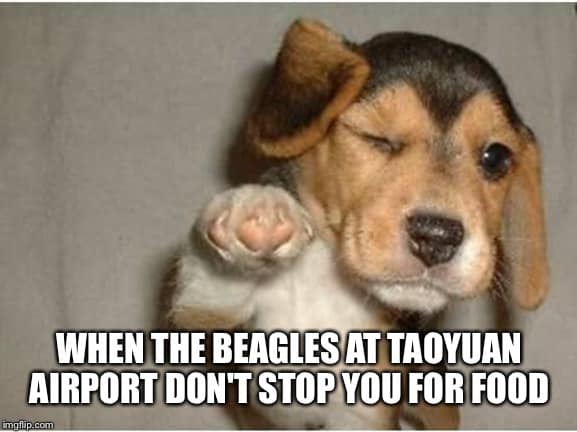 Taoyuan beagles